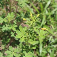 Cleome viscosa L.